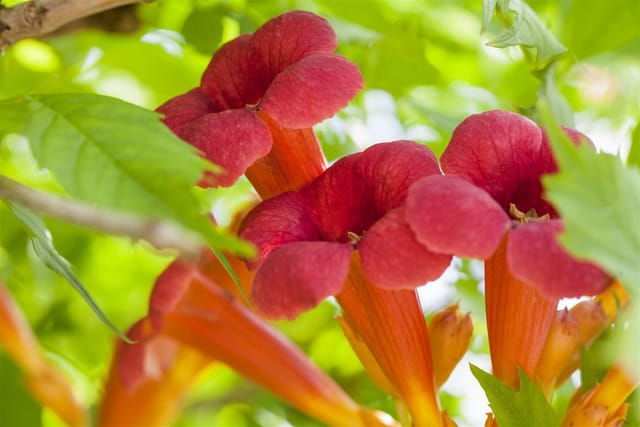 Campsis Radicans Trompetenblume Orange 40–60 cm