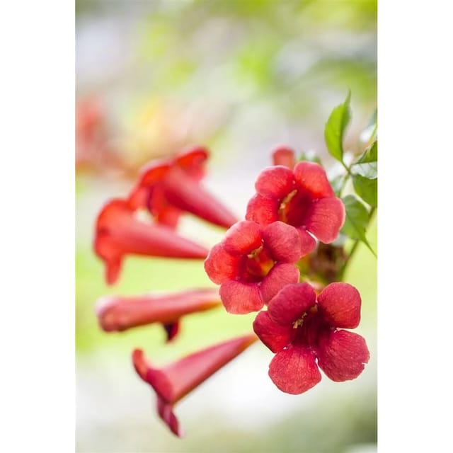 Campsis Radicans Fire Trumpet Klettertrompete Orange-Rot 60–100 cm