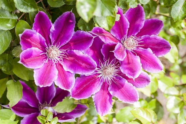 Clematis Hybride Dr. Ruppel Großblumig Rosa-Weiß 40–60 cm