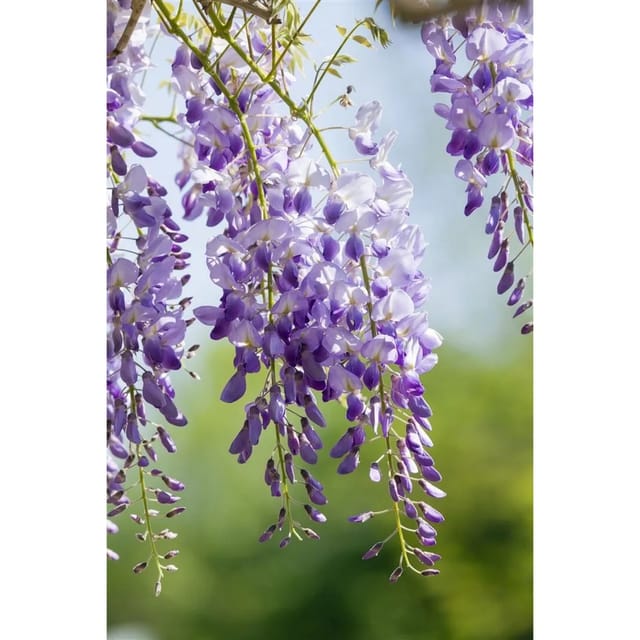 Wisteria Sinensis Chinesischer Blauregen 40–60 cm