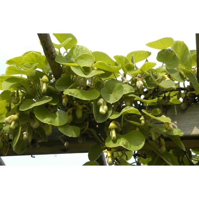 Aristolochia Macrophylla Pfeifenwinde Großblättrig 150–200 cm
