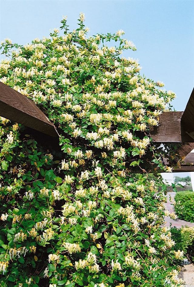 Lonicera Japonica Halliana Japanisches Geißblatt Cremeweiß 40–60 cm
