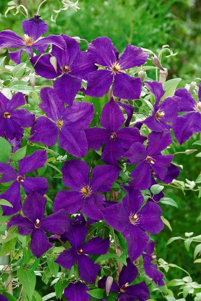Clematis Viticella Polish Spirit Waldrebe Violett 60–100 cm