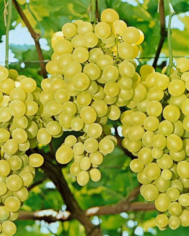 Vitis Vinifera Weinrebe Gelb 80–100 cm