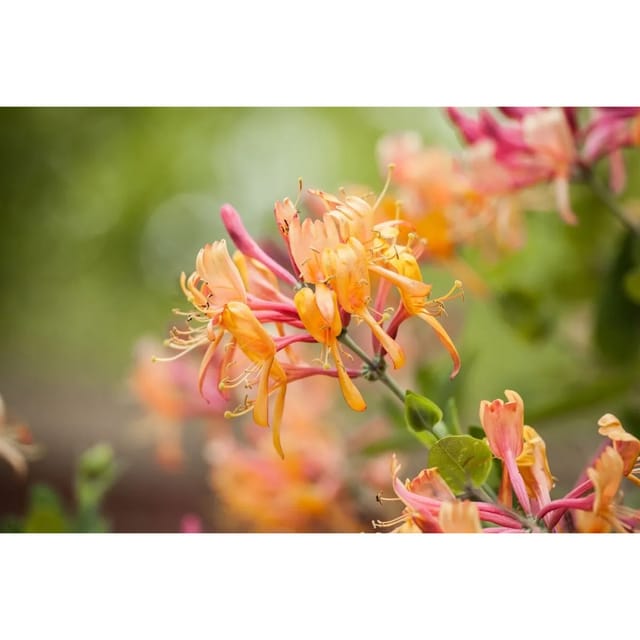Lonicera Henryi Immergrüne Geißschlinge 100–150 cm