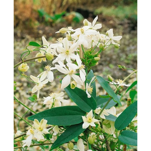 Clematis Armandii Snowdrift Immergrün Weiße Blüten 100–150 cm