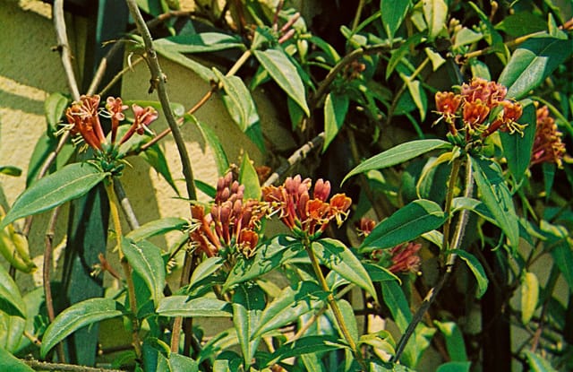 Lonicera Henryi Immergrüne Geißschlinge 40–60 cm