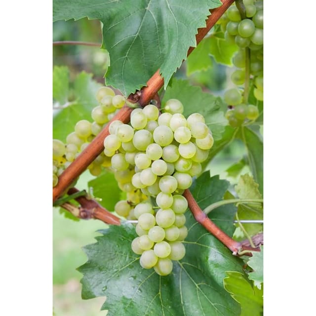 Vitis Vinifera Bianca Weinrebe 100–150 cm