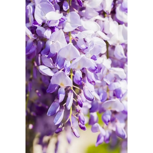 Wisteria Floribunda Domino Issai Blauregen Violett 40–60 cm