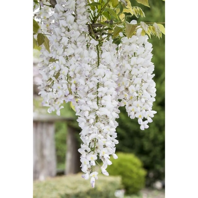Wisteria Sinensis Alba Chinesischer Blauregen Weiß 40–60 cm