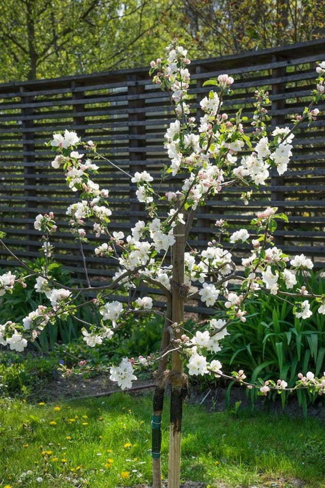 Malus Gravensteiner Apfelbaum CAC 150-200cm