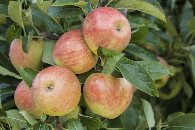 Malus James Grieve Apfelbaum CAC 150-200cm