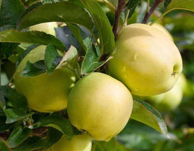 Malus Golden Delicious Apfelbaum CAC 150-200 cm