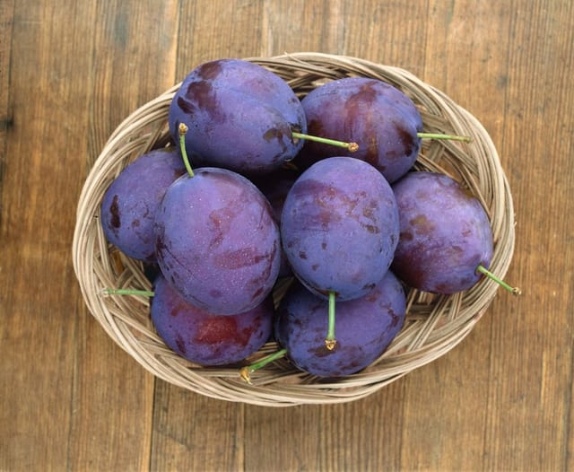 Prunus Domestica Stanley Zwetschge CAC 150-200 cm