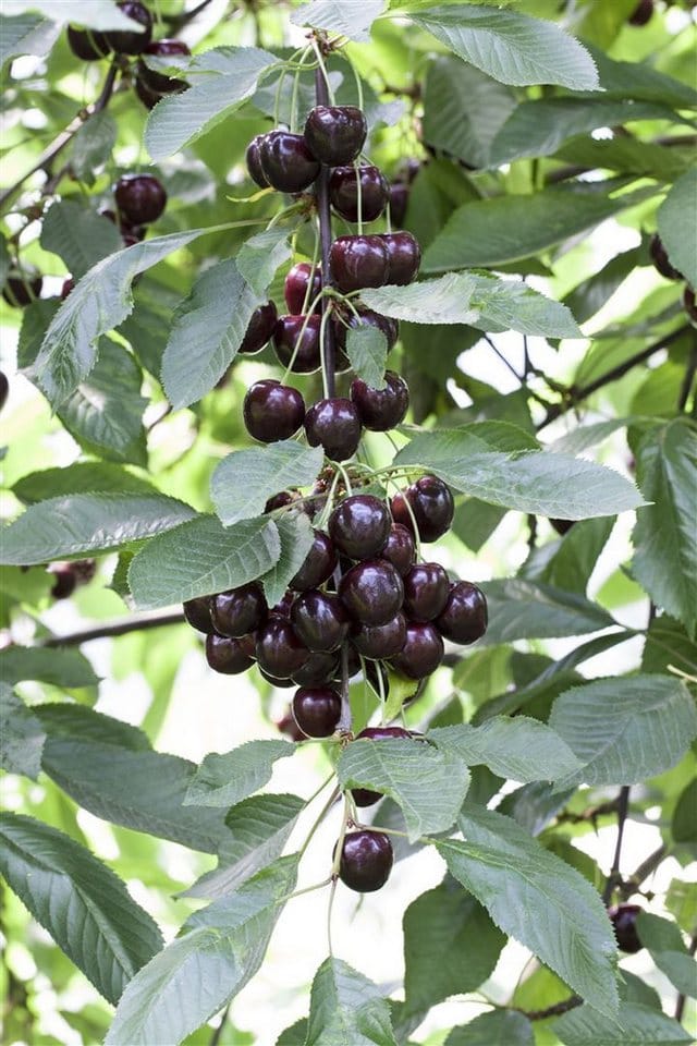 Prunus Cer Schattenmorelle Sauerkirsche CAC 150-200 cm
