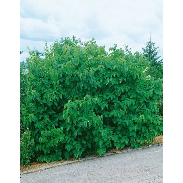 Morus Nigra Schwarze Maulbeere Jerusalem 50-60 cm