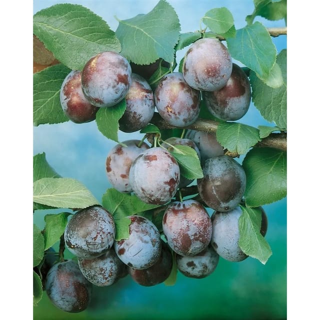 Prunus Domestica Wangenheimer Frühzwetsche Pflaume CAC 150-200cm