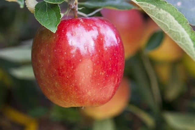 Malus Braeburn Apfelbaum CAC 150-200 cm