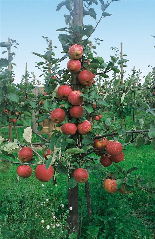 Malus Roter Boskoop Apfelbaum CAC 150-200cm
