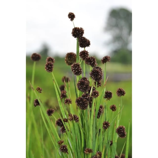 Juncus Ensifolius Schwert-Simse Ca. 9x9 cm Topf