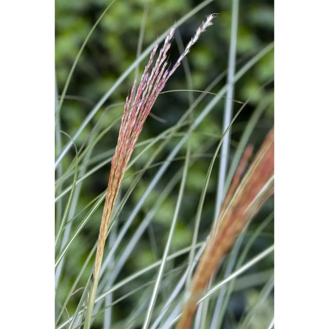 Miscanthus Sinensis Kleine Silberspinne Chinaschilf 3-5 Liter Container