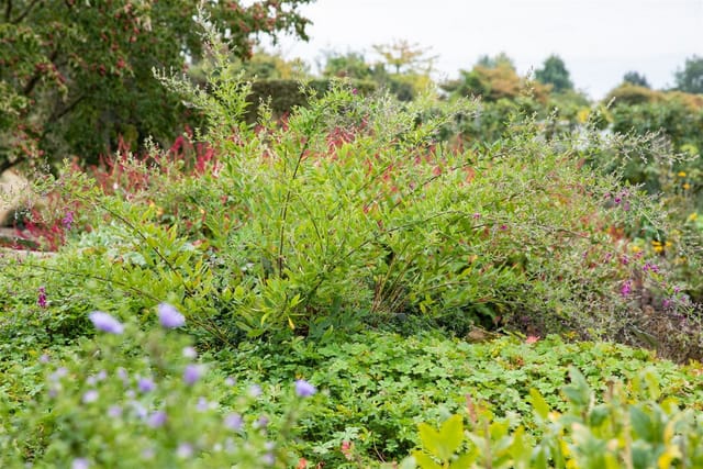 Lespedeza Thunbergii Buschklee 60-100 cm