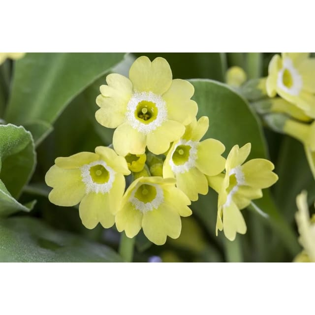 Primula Auricula Alpenaurikel Gelb Ca 9x9 cm Topf