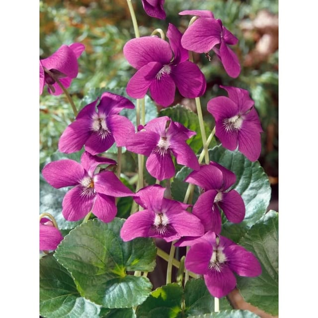 Viola Sororia Rubra Wiesenveilchen Ca 9x9 cm Topf