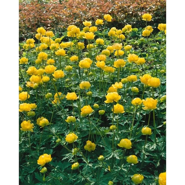 Trollius Chinensis Trollblume Golden Queen Ca 9x9 cm Topf