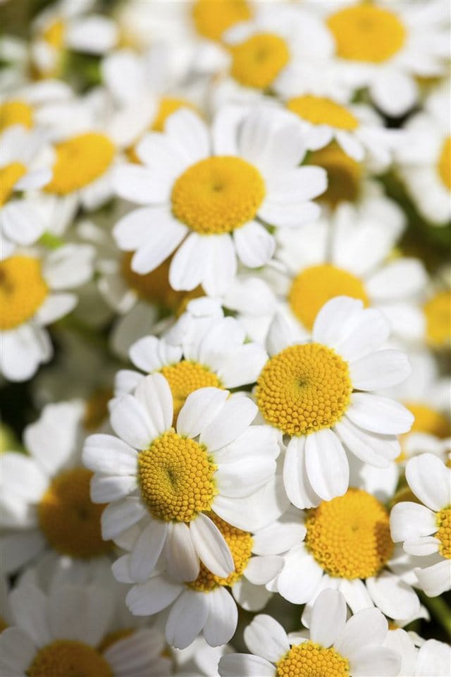 Tanacetum Niveum Färberkamille Ca. 9x9 cm Topf