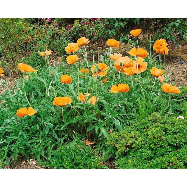 Papaver Orientale Türkischer Mohn Harvest Moon Ca 11x11 cm Topf