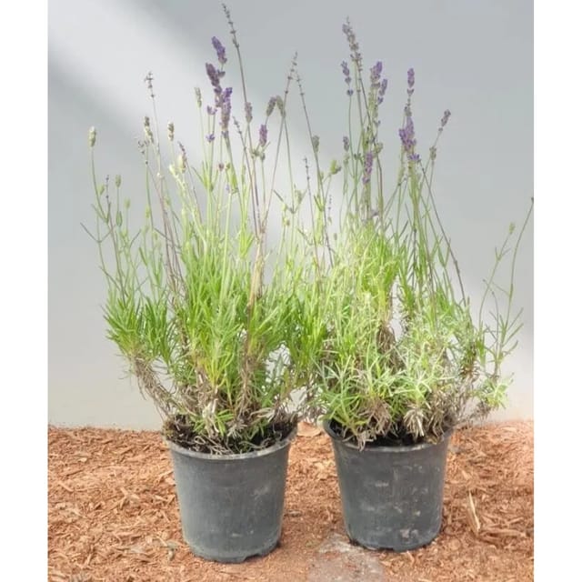 Lavandula Angustifolia Echter Lavendel 'Hidcote Blue' Ca. 9x9 cm Topf