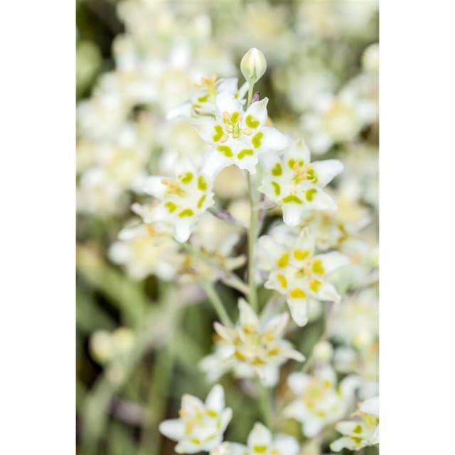 Zigadenus Elegans Prärielilie Ca. 9x9 cm Topf