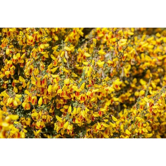 Cytisus Scoparius Besenginster Dragonfly 40-60 cm