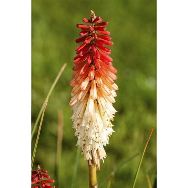 Kniphofia Uvaria Fackellilie Flamenco Ca 9x9 cm Topf