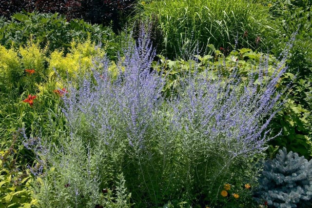 Perovskia Atriplicifolia Blauraute 40-60 cm