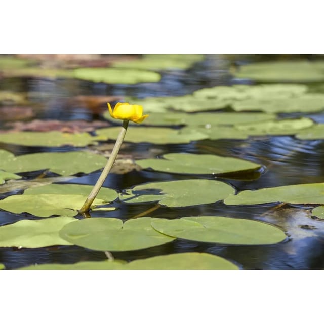 Nuphar Lutea Teichmummel Ca 11x11 cm Topf