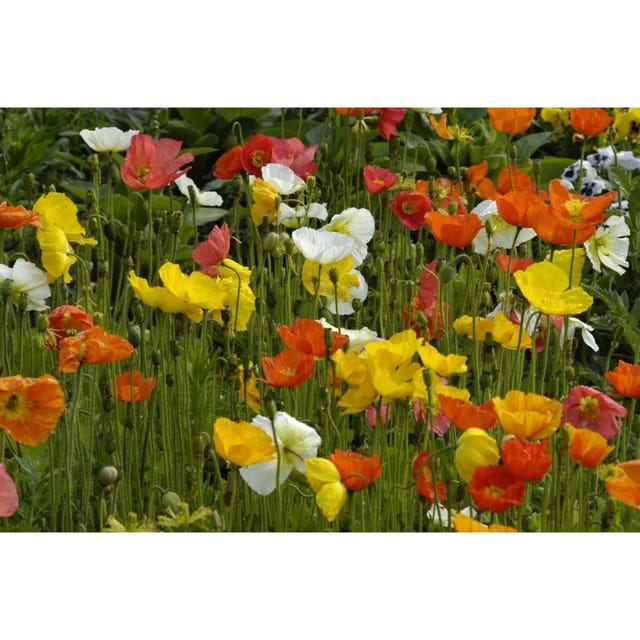 Papaver Nudicaule Islandmohn Ca. 9x9 cm Topf