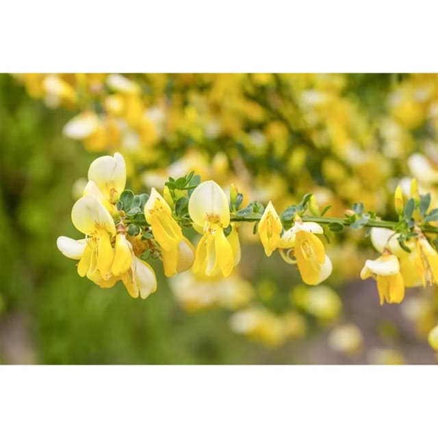 Cytisus Praecox Besenginster Allgold 40-60 cm