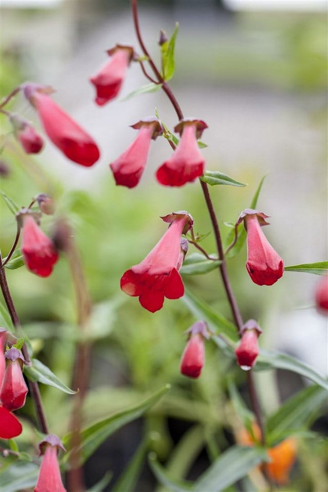 Penstemon Barbatus Bartfaden Ca. 9x9 cm Topf