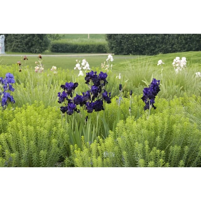 Iris X Barb.-Elat.'Dusky Challenger' Schwertlilie Ca. 11x11 cm Topf