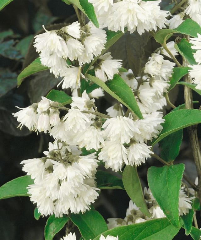 Deutzia Scabra Falscher Jasmin 60- 80 cm