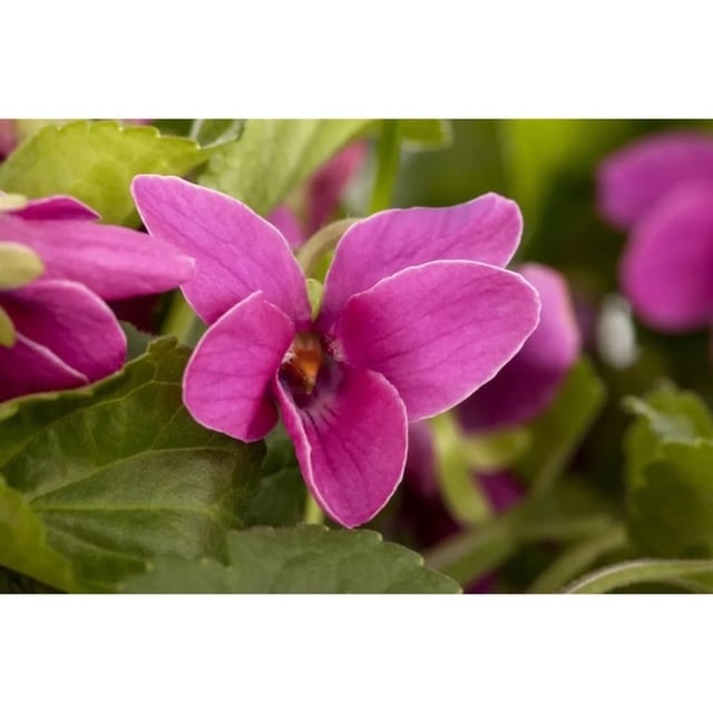 Viola Odorata Duftveilchen Red Charm Ca 9x9 cm Topf