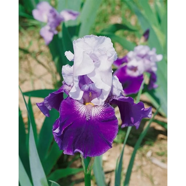 Iris X Barb.-Elat.'Snow Mound' Schwertlilie Ca. 11x11 cm Topf