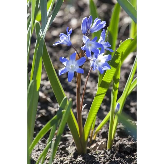 Scilla Siberica Sibirischer Blaustern Ca. 9x9 cm Topf