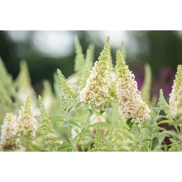 Buddleja 'Buzz Ivory' Schmetterlingsstrauch 40-60 cm