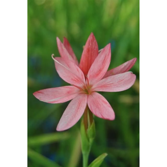 Schizostylis Coccinea Kaffernlilie Ca. 9x9 cm Topf