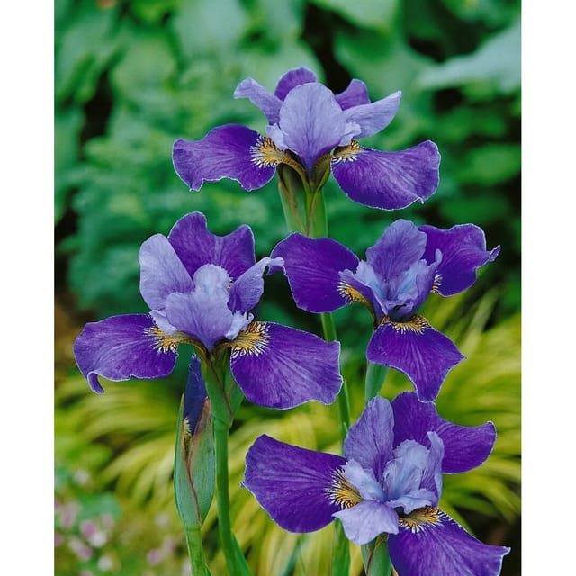 Iris Sibirica Sibirische Schwertlilie Silver Edge Ca 11x11 cm Topf