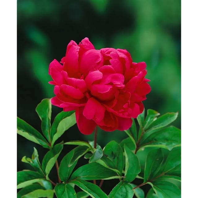 Paeonia Lactiflora Pfingstrose Adolphe Rousseau Ca 11x11 cm Topf