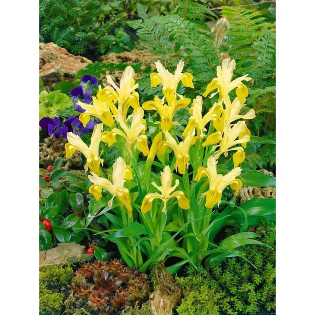 Iris Bucharica Buchara Schwertlilie Ca. 9x9 cm Topf